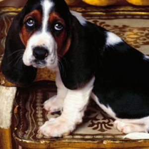 Niedlicher Basset Hound Welpe