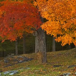 Herbstbäume in Lebhaften Farben