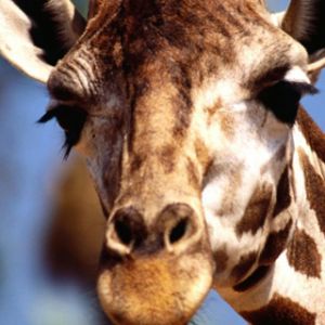 Majestätische Giraffe Nahaufnahme