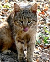 Wildkatze Leckt Sich die Lippen