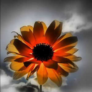 Lebendige Blume bei Sonnenuntergang