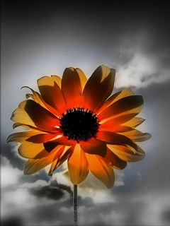 Lebendige Blume bei Sonnenuntergang
