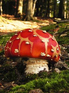 Lebendige Rote Pilz