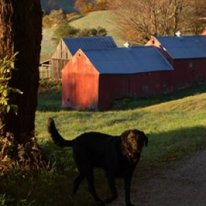 Schwarzer Hund in Herbstlandschaft