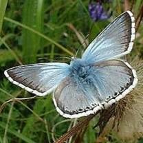 Schöner Blauer Schmetterling