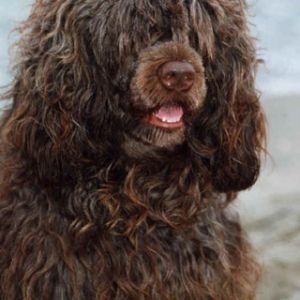 Lockiger Hund
