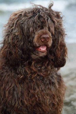Lockiger Hund