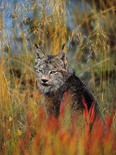 Luchs in der Natur