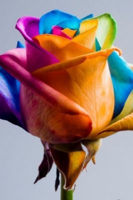Bunte Regenbogenrose
