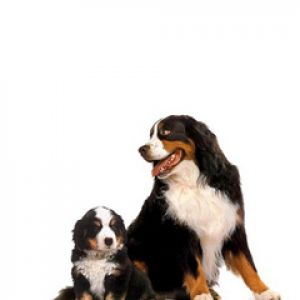 Berner Sennenhunde