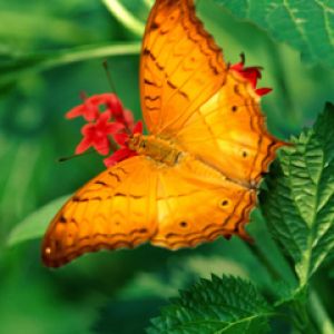 Lebendige Orange Schmetterling