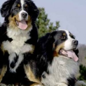 Berner Sennenhunde
