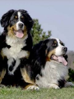 Berner Sennenhunde