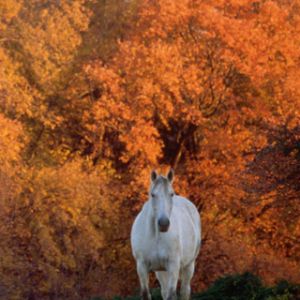 Weißes Pferd im Herbst