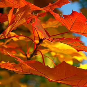 Herbstblätter in Lebhaften Farben