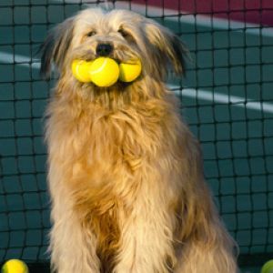 Süßer Hund mit Tennisbällen