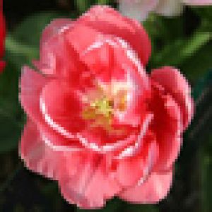 Schöne rosa Tulpe