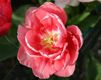Schöne rosa Tulpe