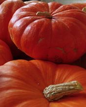 Lebendige Kürbisse für den Herbst