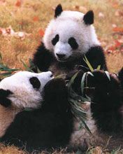 Niedliche Pandabären Spielen
