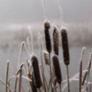 Gefrorene Schilfrohre im Nebel
