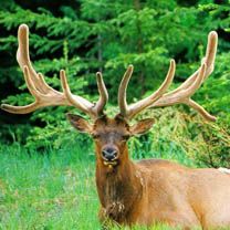 Majestätischer Elch in der Natur