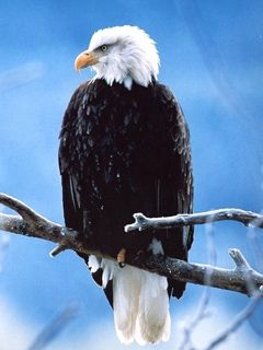 Weißkopfseeadler auf einem Ast