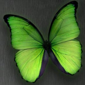 Lebendige Grüne Schmetterling