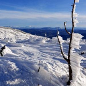 Gefrorene Landschaft mit eisigem Baum