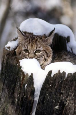 Luchs in verschneiter Landschaft