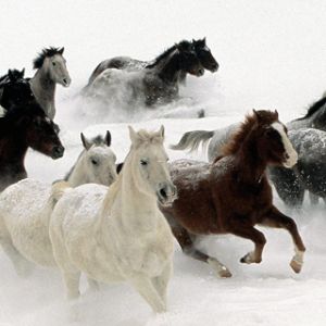 Laufende Pferde im Schnee