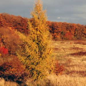 Herbstlandschaft mit Lärchenbaum