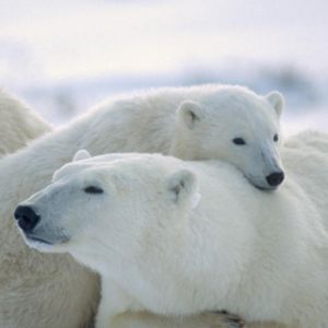 Eisbärenfamilie