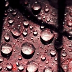 Wassertropfen auf einem Blatt