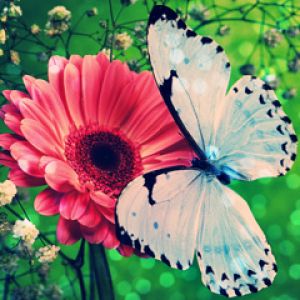 Schmetterling auf Rosa Blume