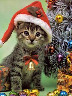 Niedlicher Weihnachtskater