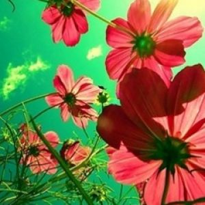 Lebendige Rosa Blumen