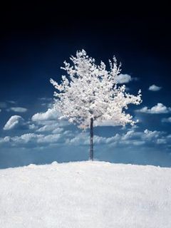 Schneelandschaft mit Baum