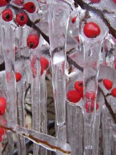 Gefrorene Beeren im Eis