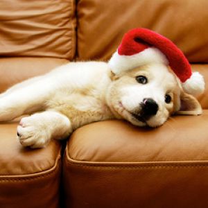 Süßes Welpen im Weihnachtsmann-Hut