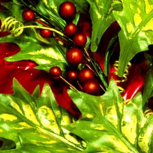 Weihnachtsstechpalme und Beeren