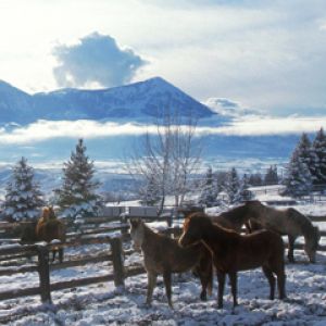 Pferde in winterlicher Landschaft