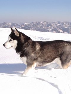 Sibirischer Husky in verschneiter Landschaft