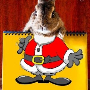 Weihnachtskaninchen