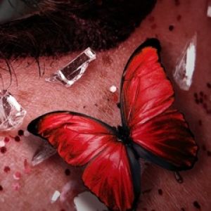 Roter Schmetterling Nahaufnahme