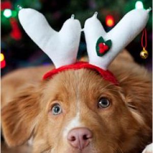 Süßer Hund mit Weihnachtsgeweihen