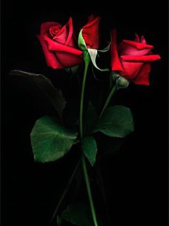 Rote Rosen auf Schwarzem Hintergrund