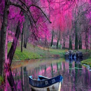 Ruhige Rosa Natur Szene
