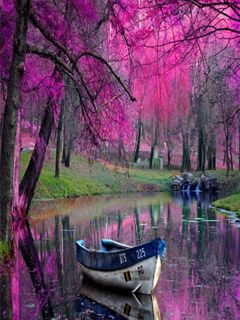 Ruhige Rosa Natur Szene