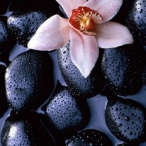 Orchidee auf Schwarzen Steinen
